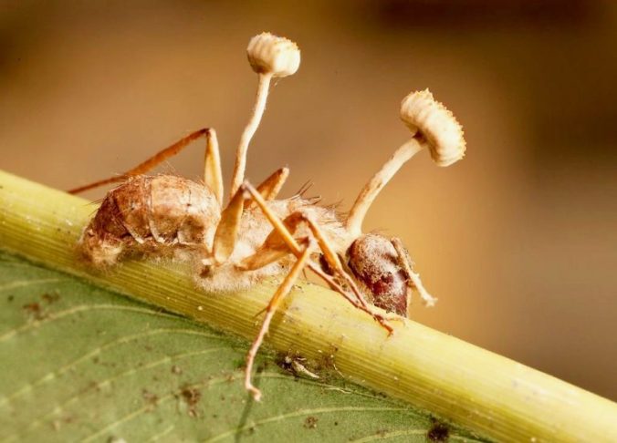 zombie-ant-fungus-770x554