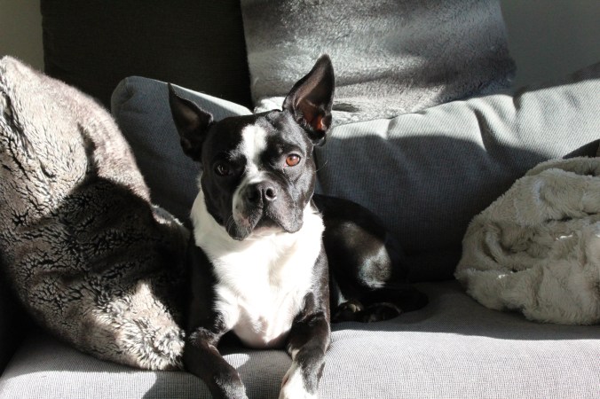 michael the boston terrier